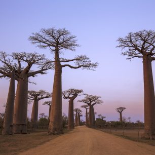 Avenue of the Baobabs