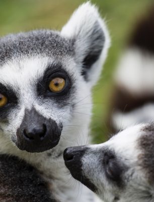 lemur 02